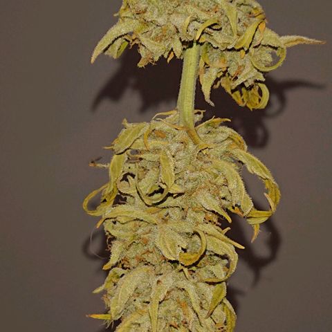 Maxi Gum  growlog timeline photo