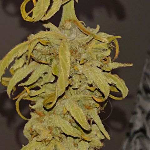 Maxi Gum  growlog timeline photo