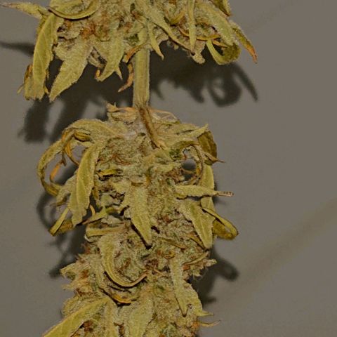 Maxi Gum  growlog timeline photo