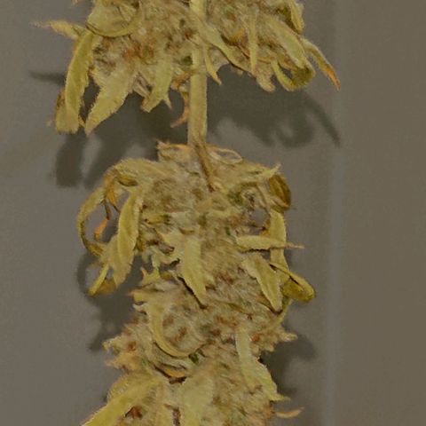 Maxi Gum  growlog timeline photo