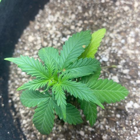 Lemon Pie Auto growlog photo: Manchas marrons aparecendo