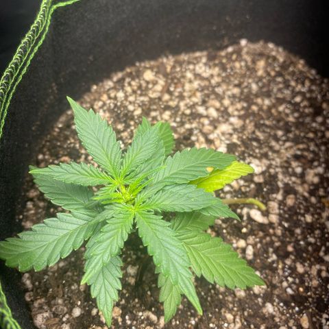 Lemon Pie Auto growlog timeline photo
