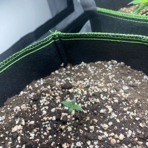 Bruce Banner growlog timeline photo