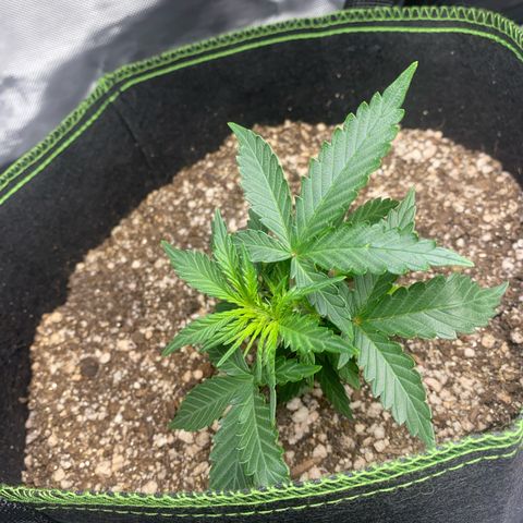 Lemon Pie Auto growlog timeline photo