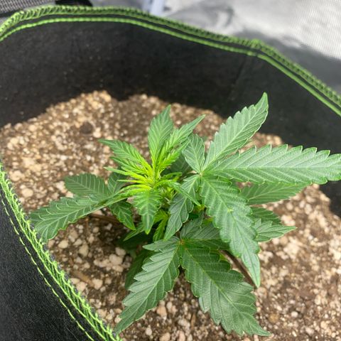 Lemon Pie Auto growlog timeline photo