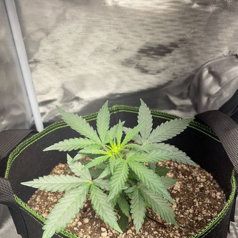 Lemon Pie Auto growlog timeline photo