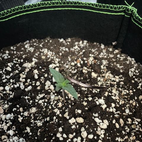 Bruce Banner growlog timeline photo