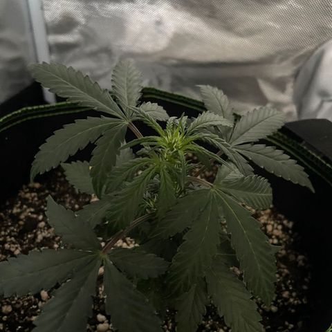 Lemon Pie Auto growlog timeline photo