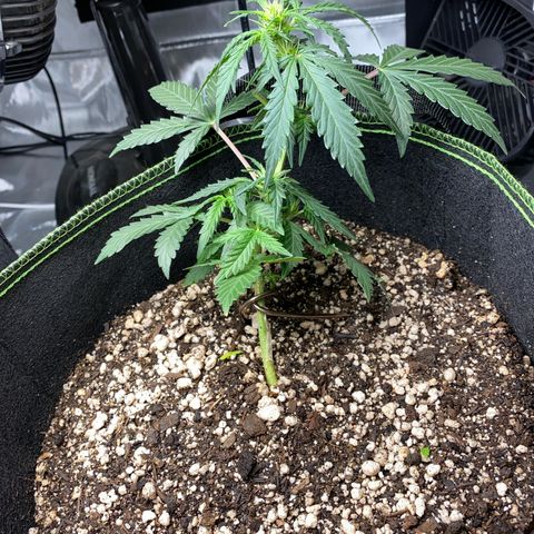 Lemon Pie Auto growlog timeline photo