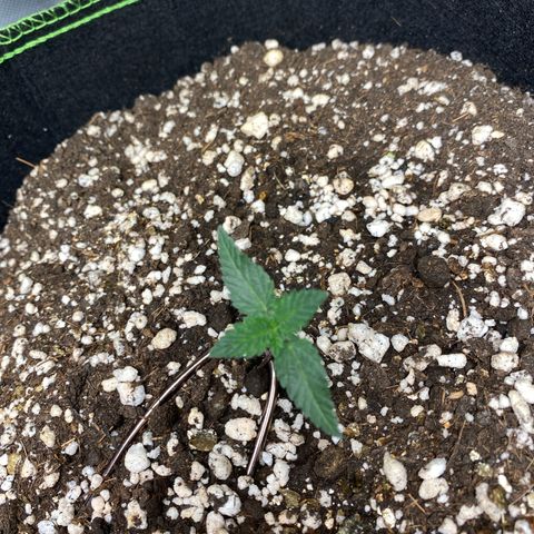 Bruce Banner growlog photo: Nascendo as folhas de 3