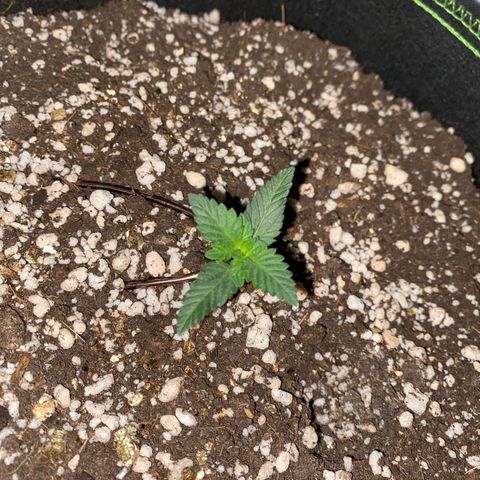 Bruce Banner growlog timeline photo