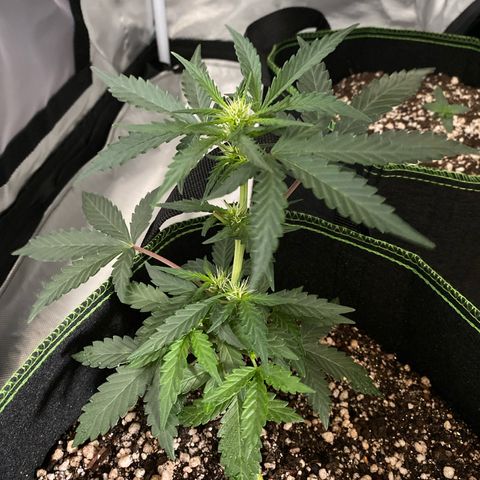 Lemon Pie Auto growlog timeline photo