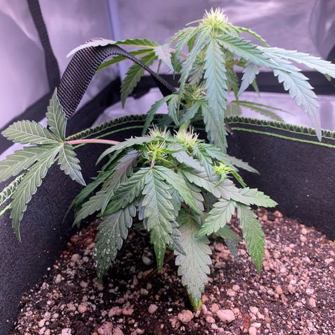 Lemon Pie Auto growlog timeline photo