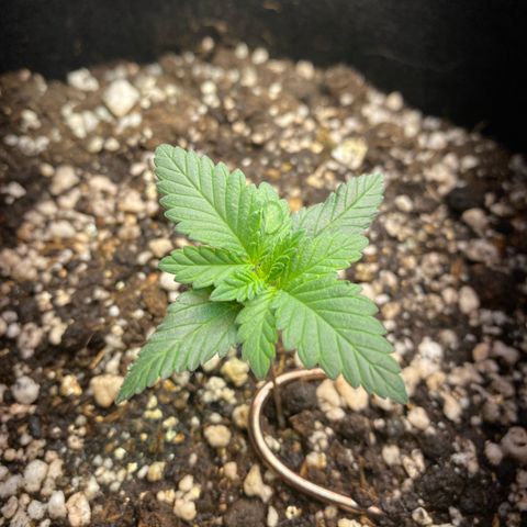 Bruce Banner growlog timeline photo