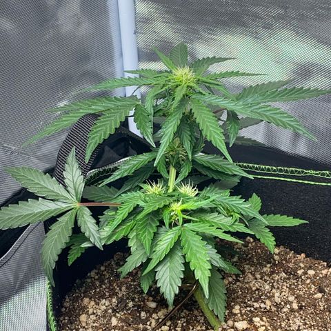 Lemon Pie Auto growlog timeline photo