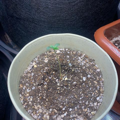 Blackberry Moonrocks growlog timeline photo