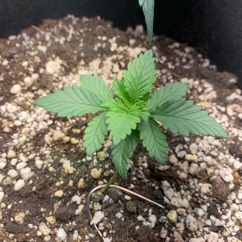 Bruce Banner growlog timeline photo