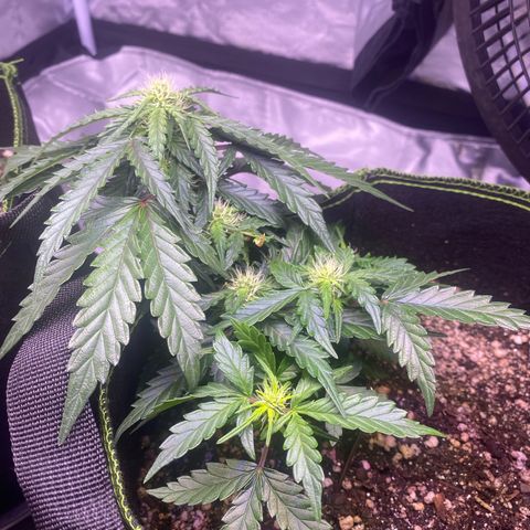 Lemon Pie Auto growlog photo: Ppfd: 800
