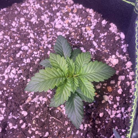 Bruce Banner growlog photo: Ppfd 600