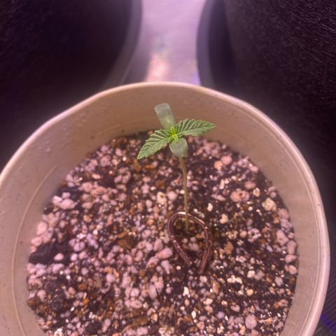 Blackberry Moonrocks growlog photo: Ppfd 200