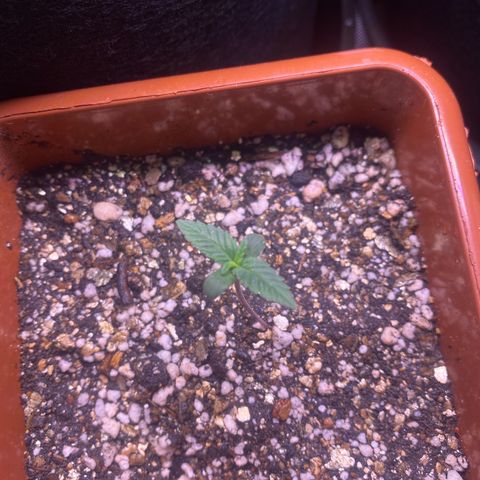 Bruce Banner growlog timeline photo