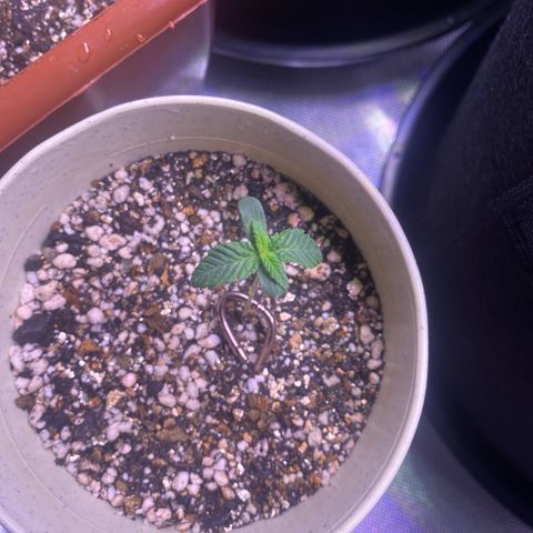 Blackberry Moonrocks growlog timeline photo