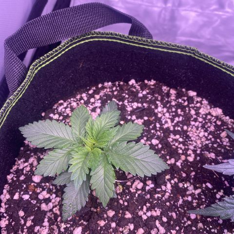 Bruce Banner growlog timeline photo
