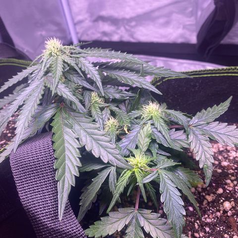 Lemon Pie Auto growlog timeline photo