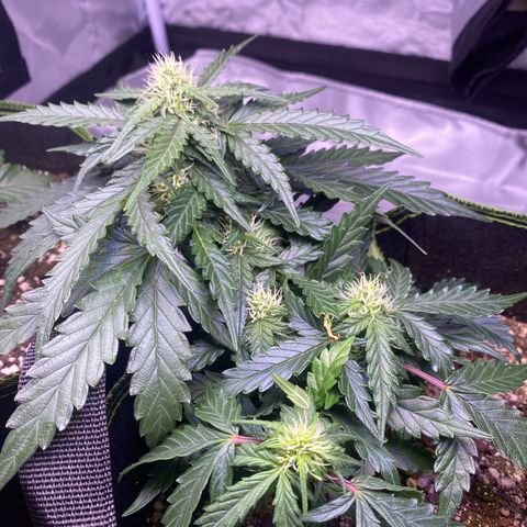 Lemon Pie Auto growlog timeline photo