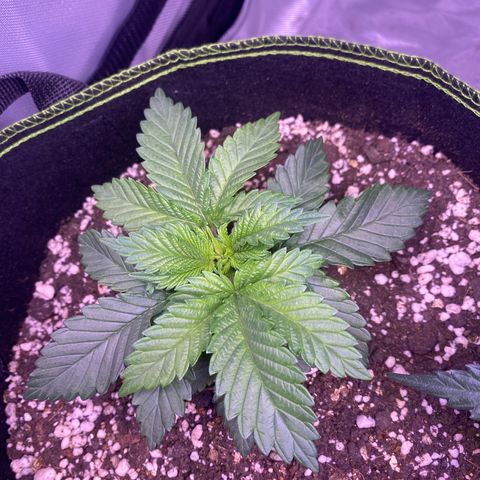 Bruce Banner growlog timeline photo
