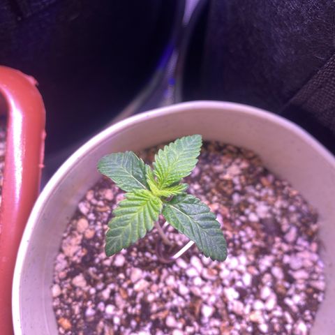 Blackberry Moonrocks growlog timeline photo