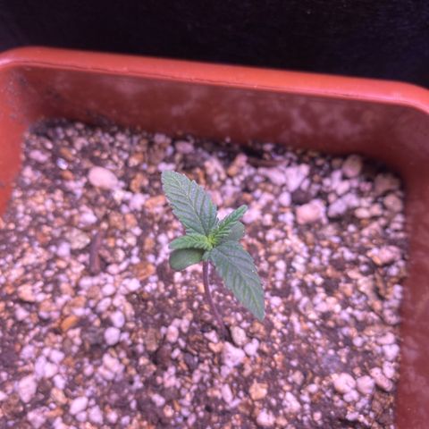 Bruce Banner growlog timeline photo