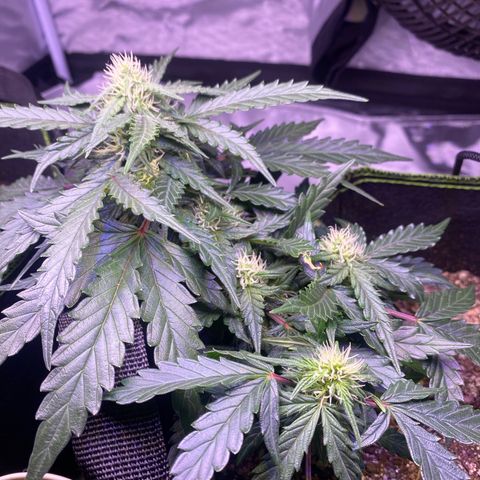 Lemon Pie Auto growlog timeline photo