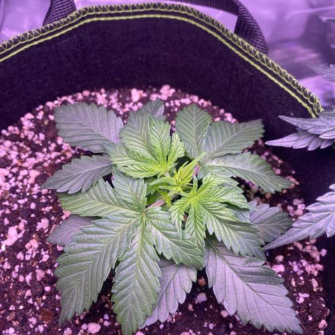 Bruce Banner growlog timeline photo