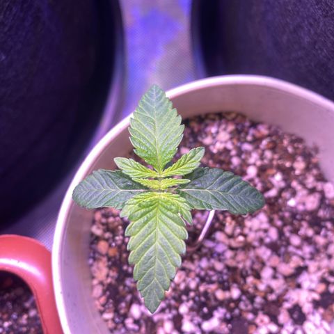 Blackberry Moonrocks growlog timeline photo