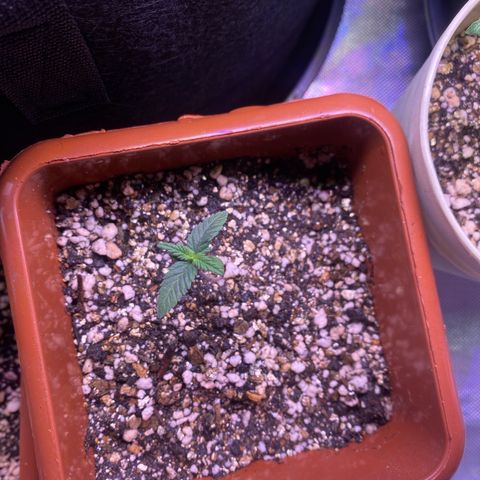 Bruce Banner growlog timeline photo