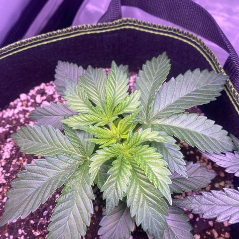 Bruce Banner growlog timeline photo