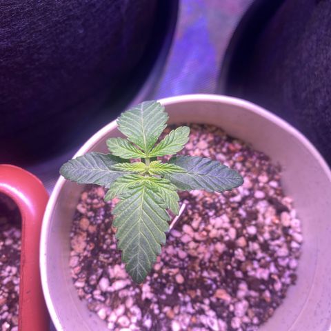 Blackberry Moonrocks growlog timeline photo