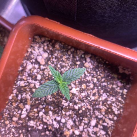 Bruce Banner growlog timeline photo