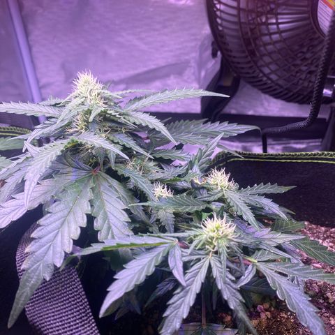 Lemon Pie Auto growlog timeline photo