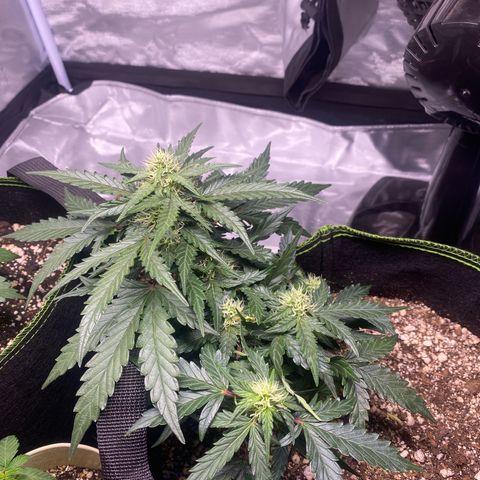 Lemon Pie Auto growlog timeline photo