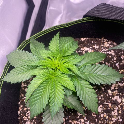 Bruce Banner growlog timeline photo
