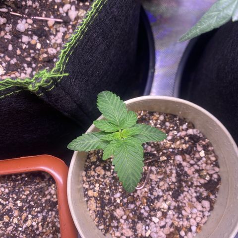 Blackberry Moonrocks growlog timeline photo