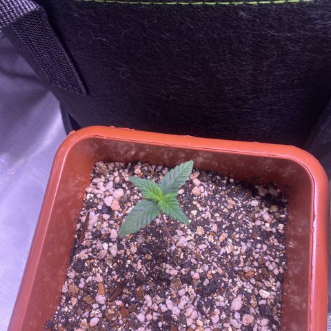 Bruce Banner growlog timeline photo