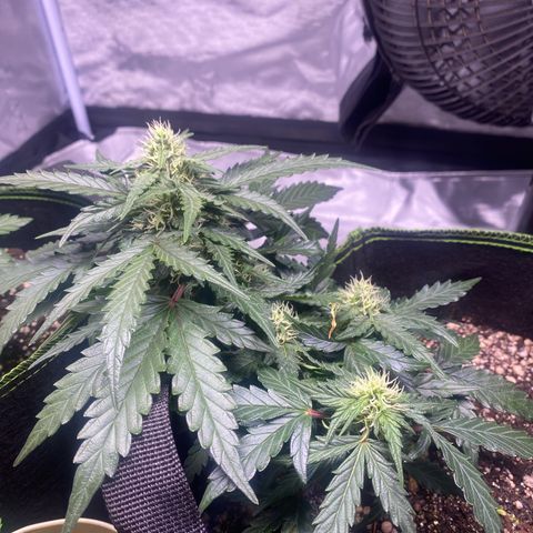 Lemon Pie Auto growlog timeline photo