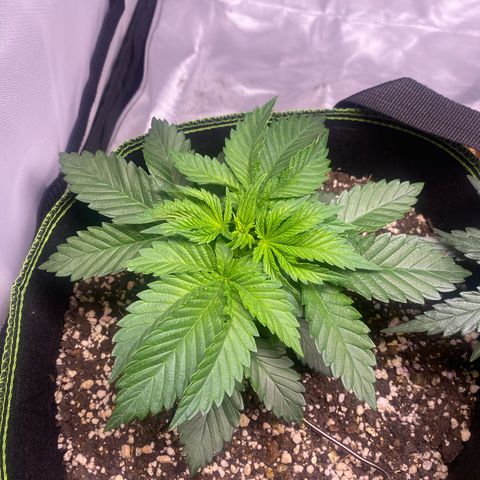 Bruce Banner growlog timeline photo