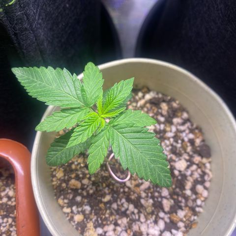 Blackberry Moonrocks growlog timeline photo