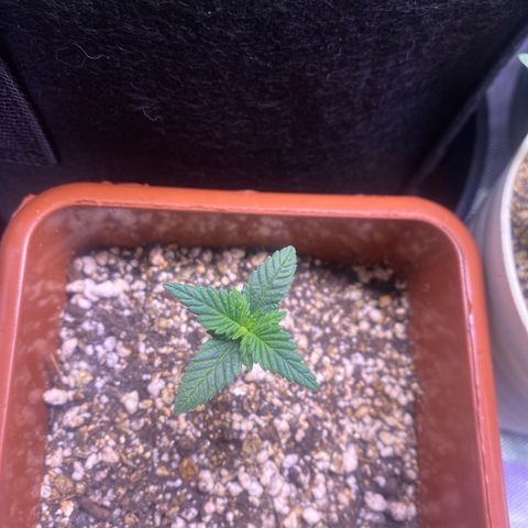 Bruce Banner growlog timeline photo