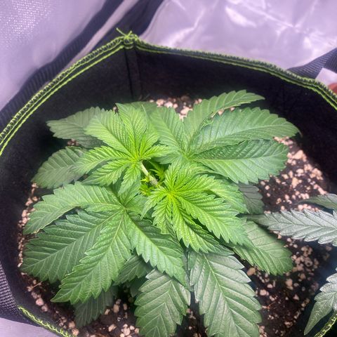 Bruce Banner growlog timeline photo