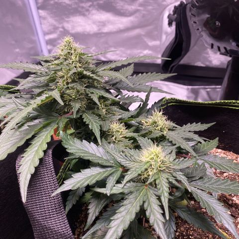Lemon Pie Auto growlog timeline photo